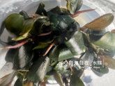 ADA 辣椒榕 密林 Bucephalendra Green wavy IC179